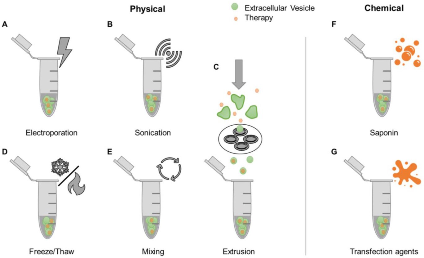 Examples of drug loading methods post-EV isolation.